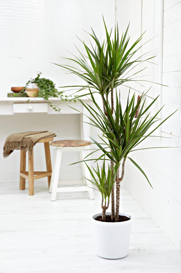 DRACENA
